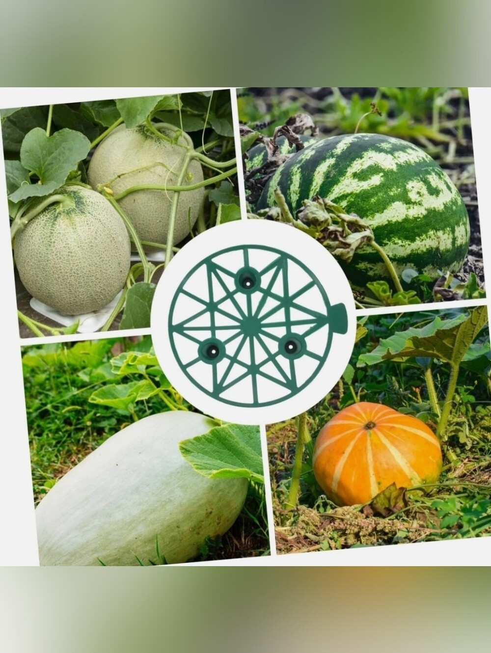40 green polypropylene melon Pumpkin cradle stands